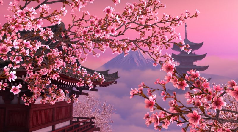 Japan-Sakura-HD-800x445.jpg